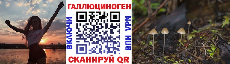 цена   гидра рабочий сайт  Псилоцибиновые грибы Cubensis  Курчалой 